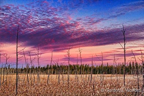 Dead Trees At Sunrise_31156.jpg - Photographed near Smiths Falls, Ontario, Canada.